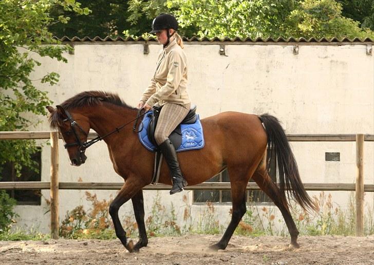 Anden særlig race Lady Dee - Pony KAN godt.. xD - Sommeren 2010 billede 9