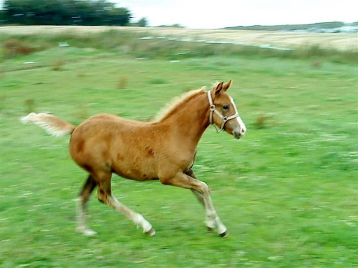 Anden særlig race Maysess[Tidl.Hest] billede 10