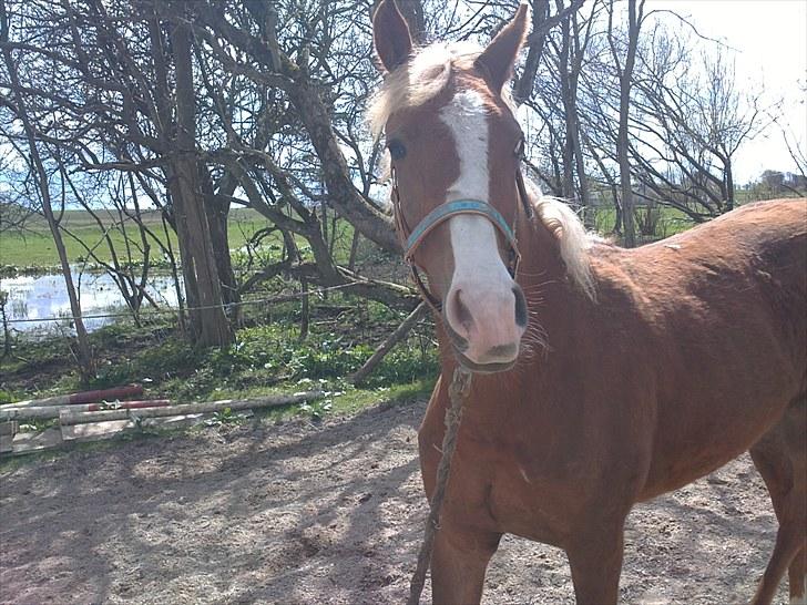 Anden særlig race Maysess[Tidl.Hest] - Min lille prinsessse!:D billede 13