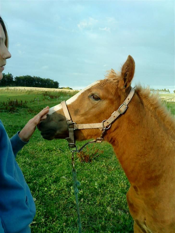 Anden særlig race Maysess[Tidl.Hest] - 2010 billede 14