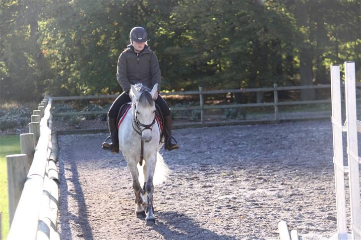 Svensk Sportspony  Miss Pringles billede 6