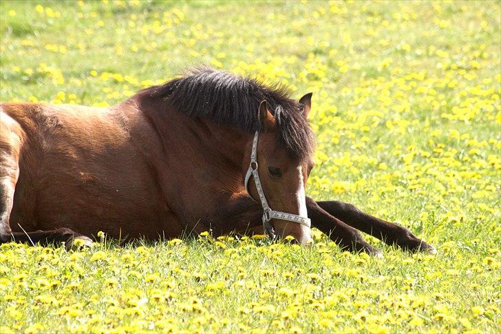 Anden særlig race Lady Dee - Søde pony snupper en tot græs efter rulletur :p - Sommer 2011 billede 15