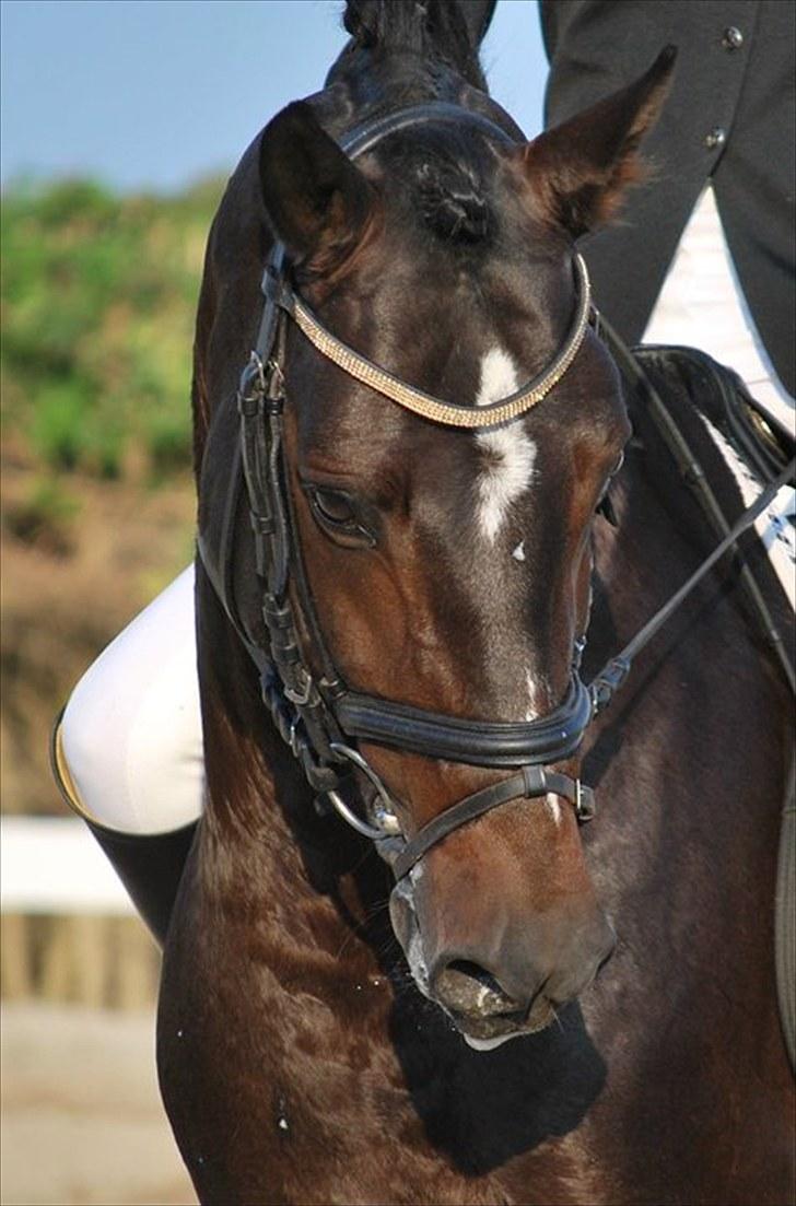 Tysk Sportspony Holsteins Number One (A-pony) - Velkommen til Number Ones profil :D billede 1