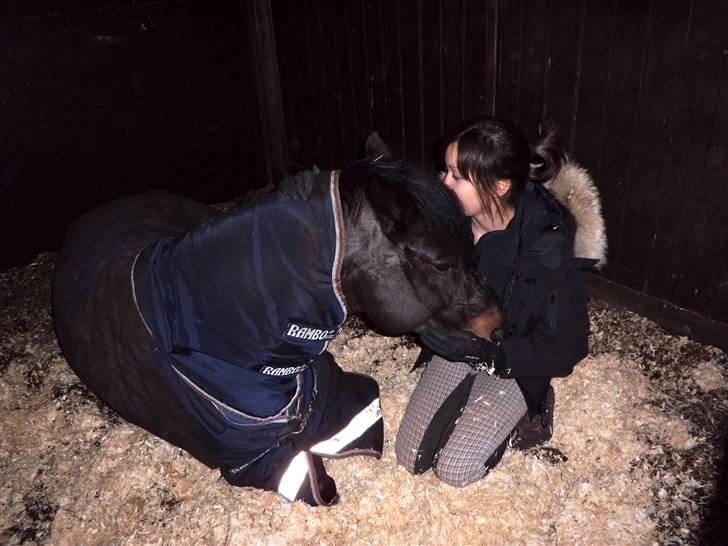 Tysk Sportspony Holsteins Number One (A-pony) - min lille putteprins.. <3 jeg elsker dig baby. billede 4