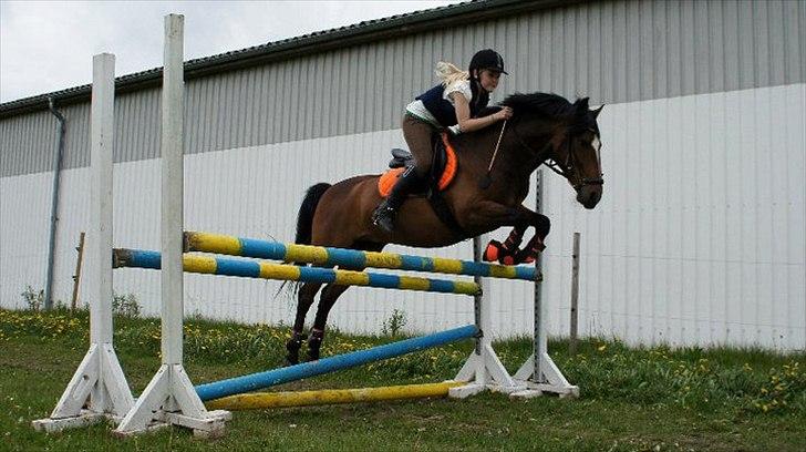 New Forest Mastwood Honeymoon - Banespringning 110cm :) 2011 billede 13