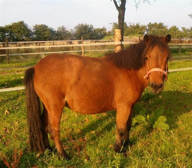 Miniature Bell billede 2