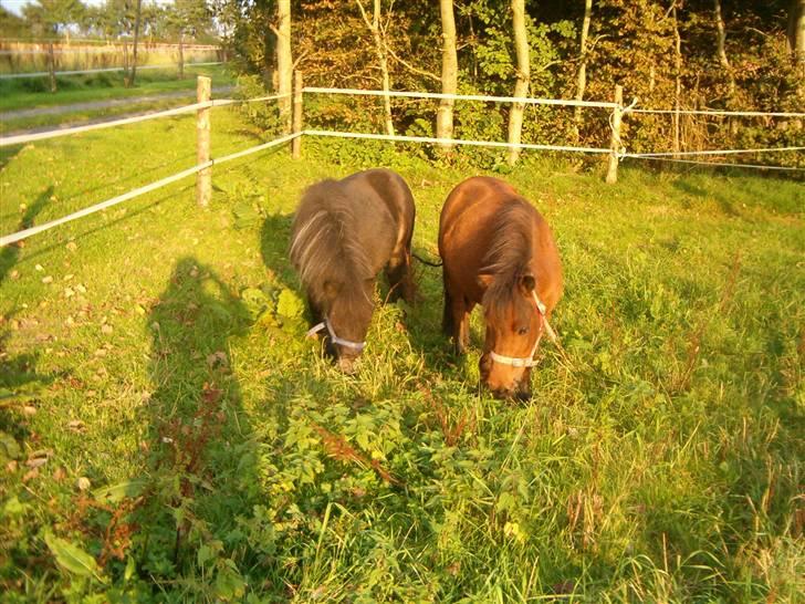 Miniature Bell billede 3