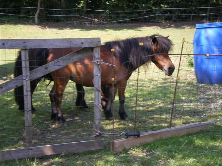 Miniature Bell billede 4