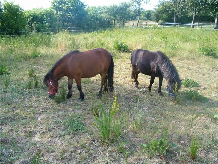 Miniature Bell billede 5