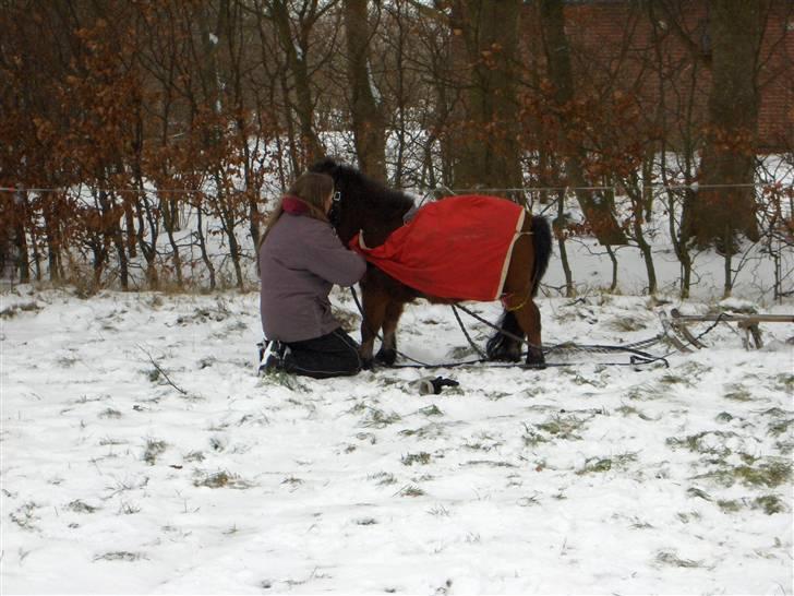 Miniature Bell billede 6