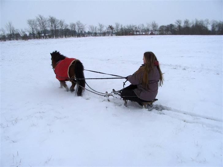 Miniature Bell billede 7