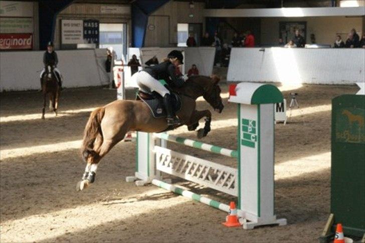 Welsh Cob (sec D) | Brynithon Brenhinol Magic - Sidste billede, sidste stævne, og sidste gang i så Magic på en stævneplads! )´:<3 billede 20