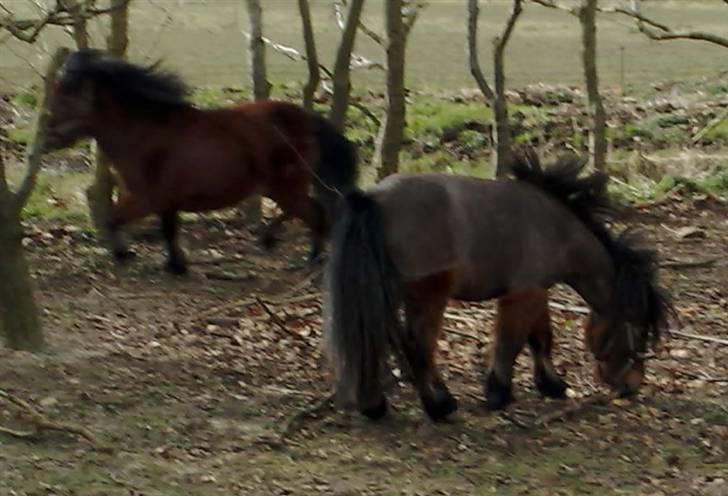 Miniature Bell billede 9