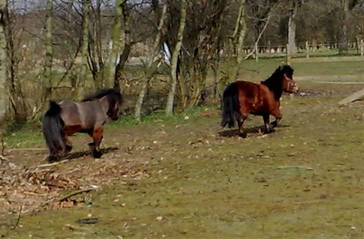 Miniature Bell billede 10