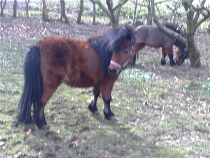 Miniature Bell billede 11