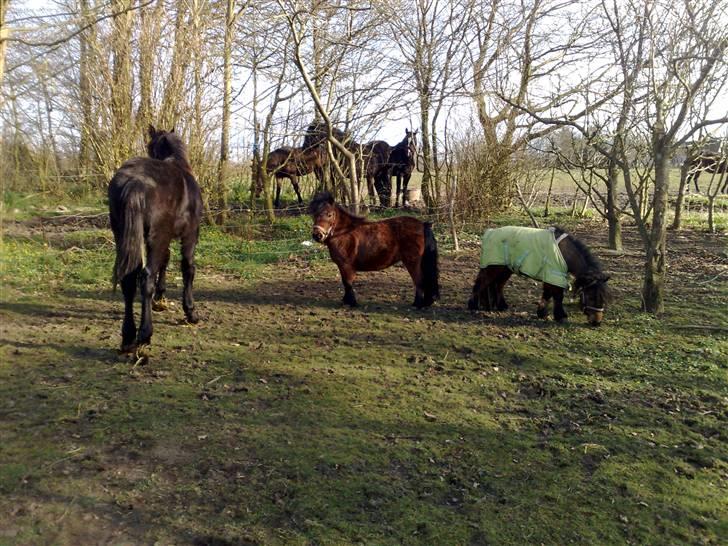 Miniature Bell billede 12