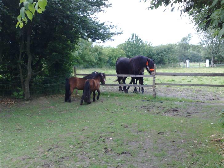 Miniature Bell billede 13