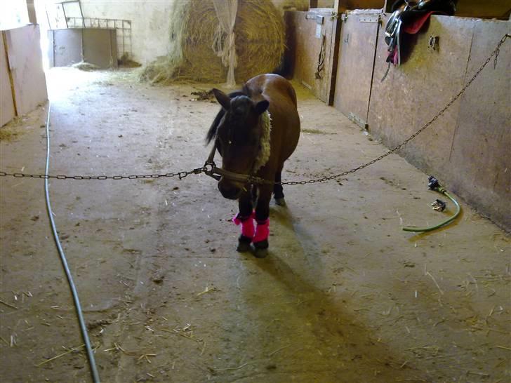 Miniature Bell billede 14