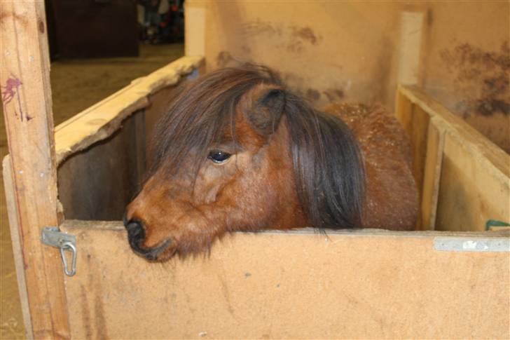 Miniature Bell billede 15