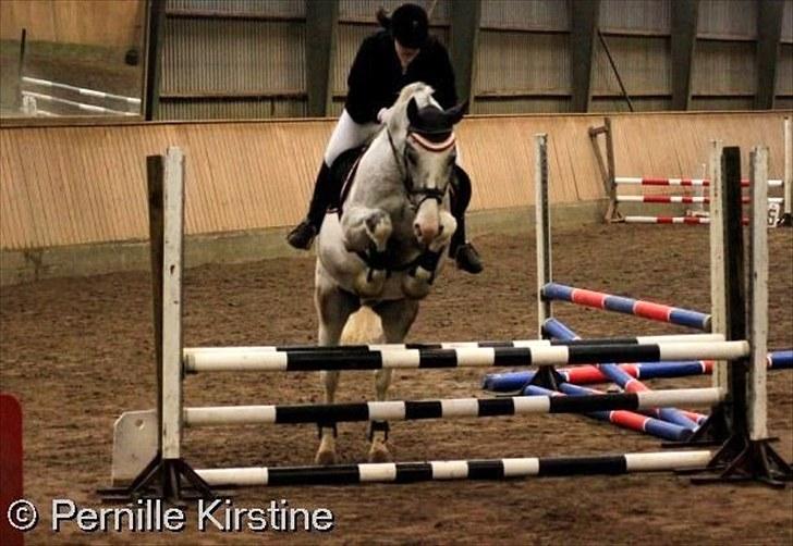 Anden særlig race Leifi  - Så hvor højt han ligger over 80 cm ;p Foto: Pernille Kristine! Læg meget gerne en kommentar inden du går ;D billede 20