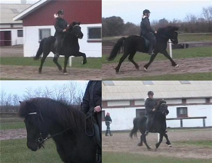 Islænder Sif fra Dalvík - Solgt - Blanede billeder af Sif og min søster. billede 11