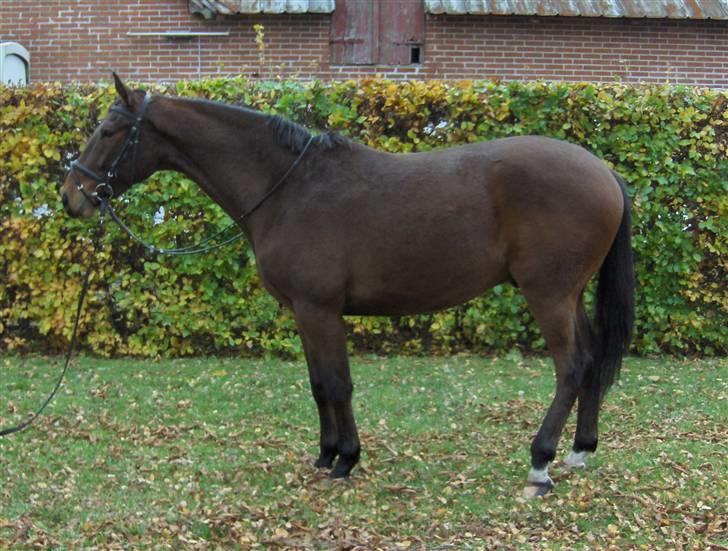 Palomino Charming Mr. Mister billede 10