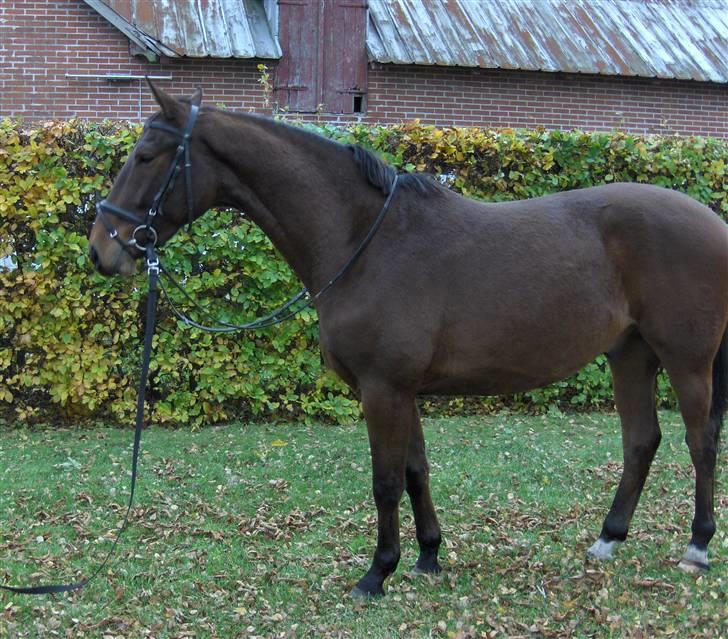 Palomino Charming Mr. Mister billede 11