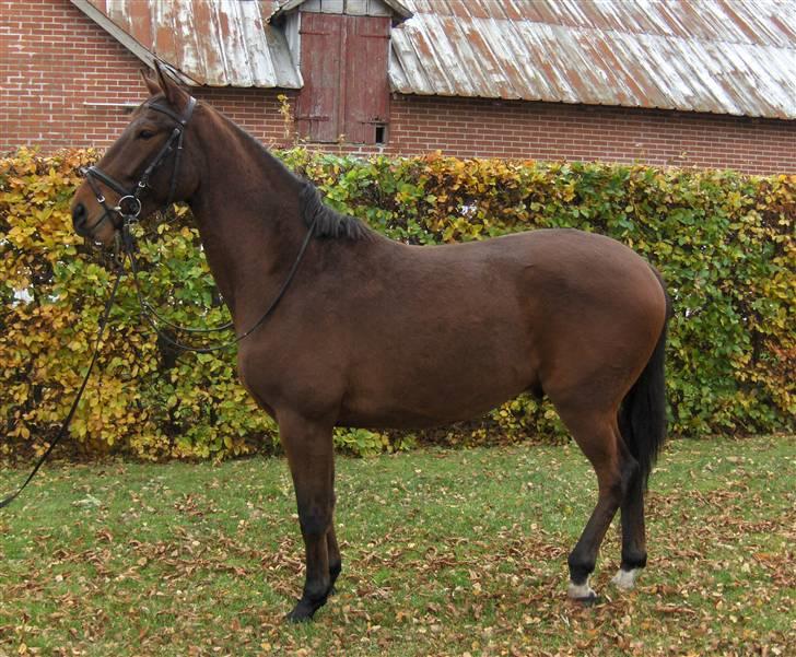 Palomino Charming Mr. Mister billede 12