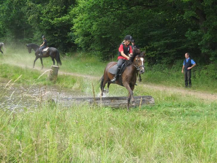 New Forest Kantjes *rideskolepony* - Vandgraven billede 1