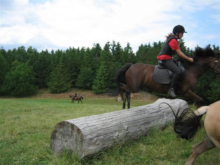 New Forest Kantjes *rideskolepony* - Træstammen billede 2