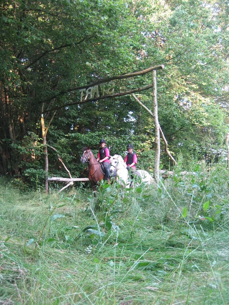 New Forest Kantjes *rideskolepony* - Starts boksen billede 3