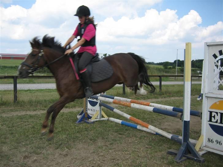 New Forest Kantjes *rideskolepony* - Højde spring billede 4
