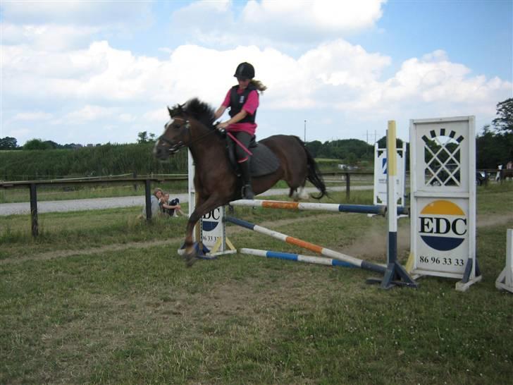 New Forest Kantjes *rideskolepony* - Højde spring billede 5