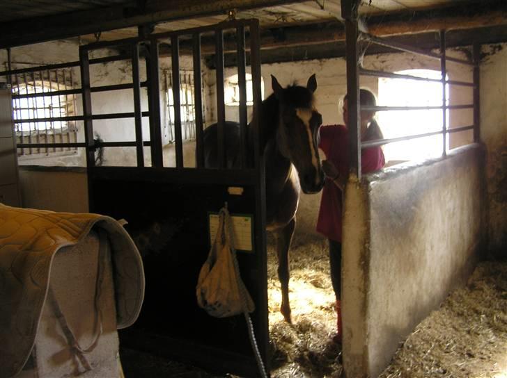 New Forest Kantjes *rideskolepony* - Hygge i boksen billede 6
