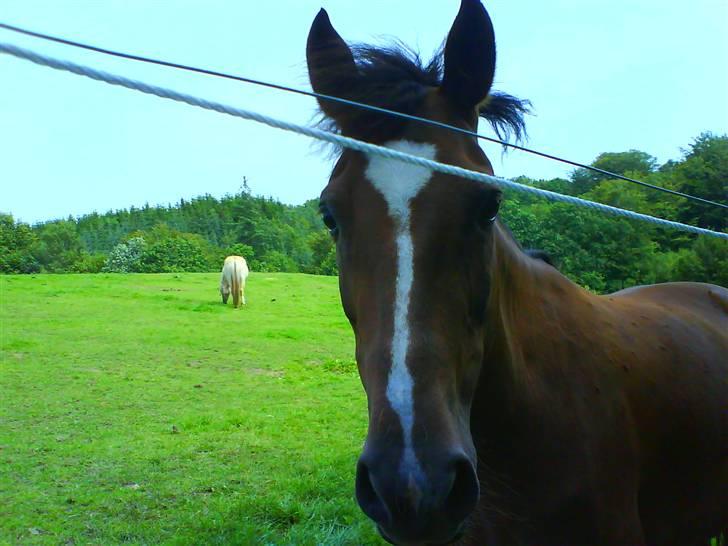 New Forest Kantjes *rideskolepony* - Fold billede fra 2007 billede 7