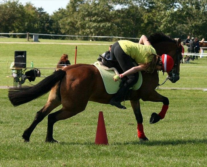 Anden særlig race Kiss Kiss Bang Bang DK  - Dm par 2010 (: billede 15