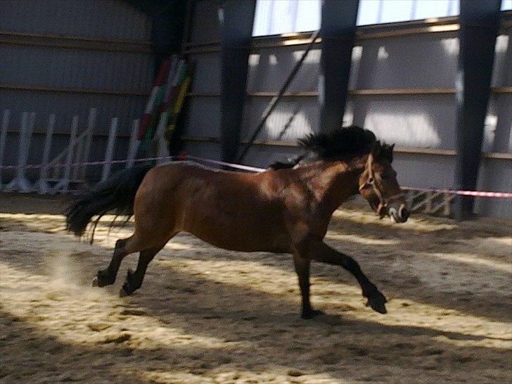 Anden særlig race Kiss Kiss Bang Bang DK  - <3 billede 18