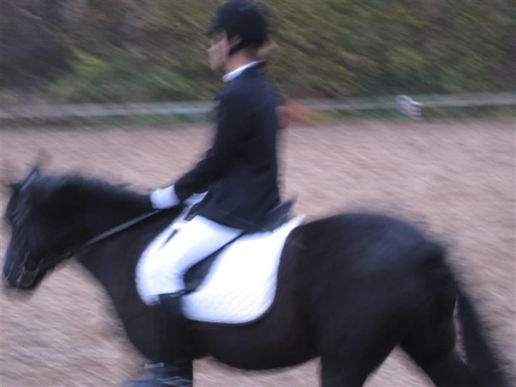 Anden særlig race Bobo (Rider) - opvarmning Bobo skaat og miig<3 billede 10