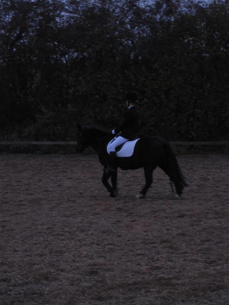 Anden særlig race Bobo (Rider) - opvarmning Bobo skaat og miig<3 billede 11