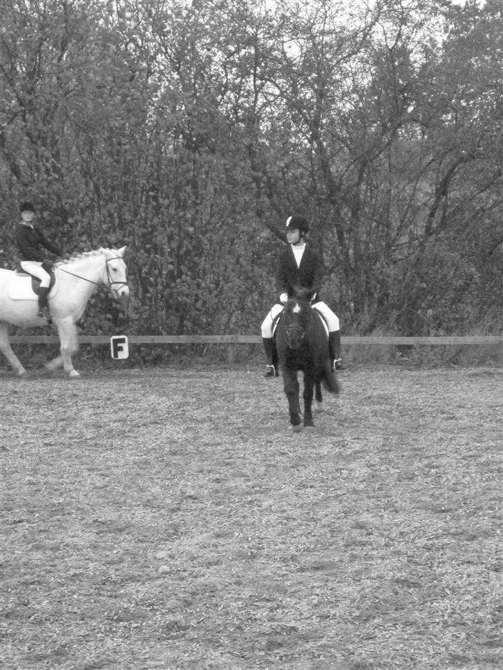 Anden særlig race Bobo (Rider) - opvarmning Bobo skaat og miig<3 billede 12