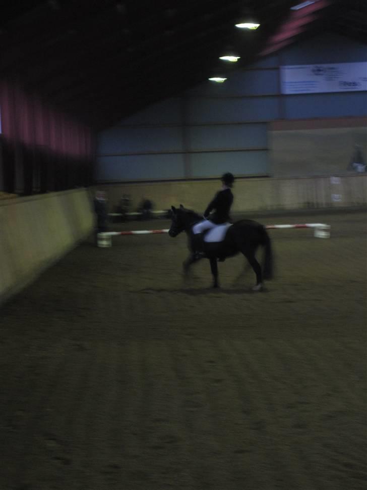 Anden særlig race Bobo (Rider) - under selve programet UNDSKYLD nogle af billederne er sløred<3 billede 14