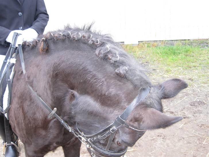 Anden særlig race Bobo (Rider) - IKKE li de fineste rosenknåpper min mor laved dem og har ikk prøved d før billede 15