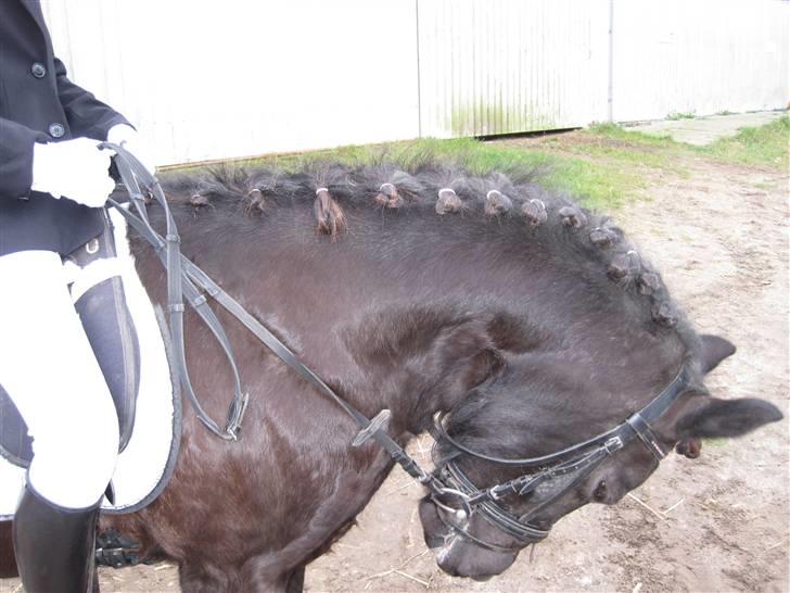 Anden særlig race Bobo (Rider) - Miin Dejlige Bobo<3 billede 16