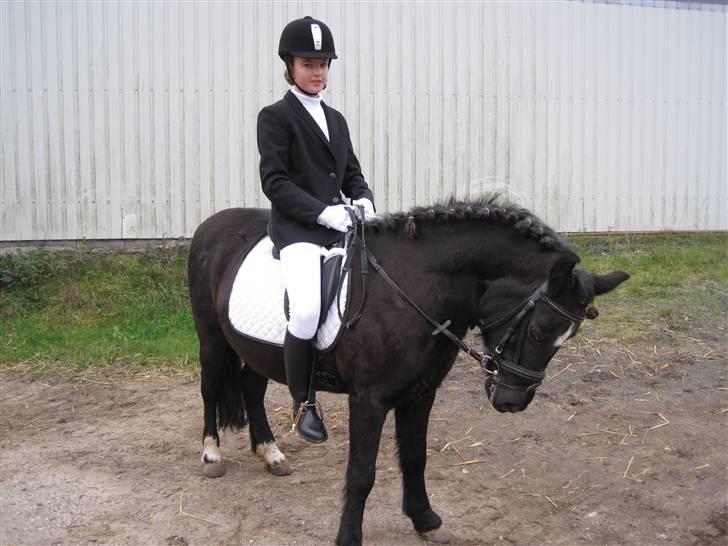 Anden særlig race Bobo (Rider) - dejlige Bobo som gik så fint til bidet under programet <3 billede 17