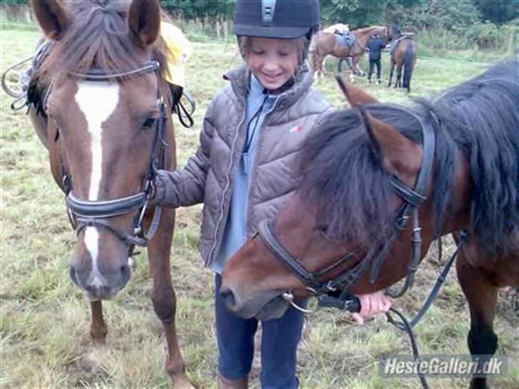 New Forest Kantjes *rideskolepony* billede 9