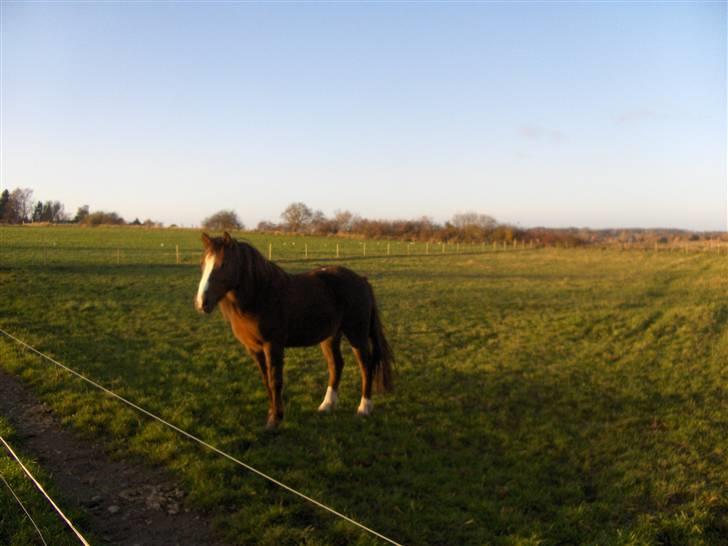 Anden særlig race lucas (solgt) - smuuuk! billede 12