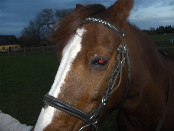Anden særlig race lucas (solgt) - hoved! billede 13