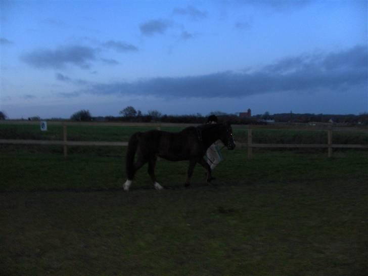Anden særlig race lucas (solgt) - ude og gå en lille tur.. billede 14