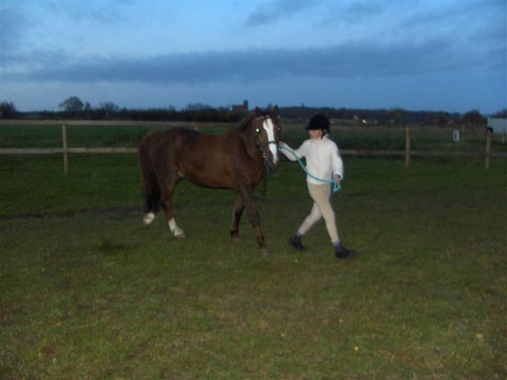Anden særlig race lucas (solgt) - du var så smuk! billede 15