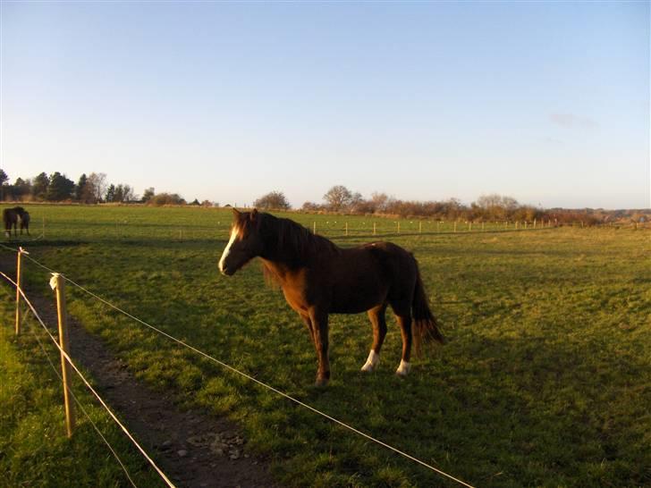 Anden særlig race lucas (solgt) - lige da du kom på din nye fold!<3  billede 16